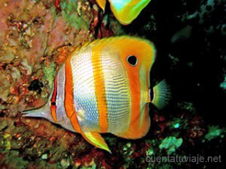 Islas Similan, Tailandia